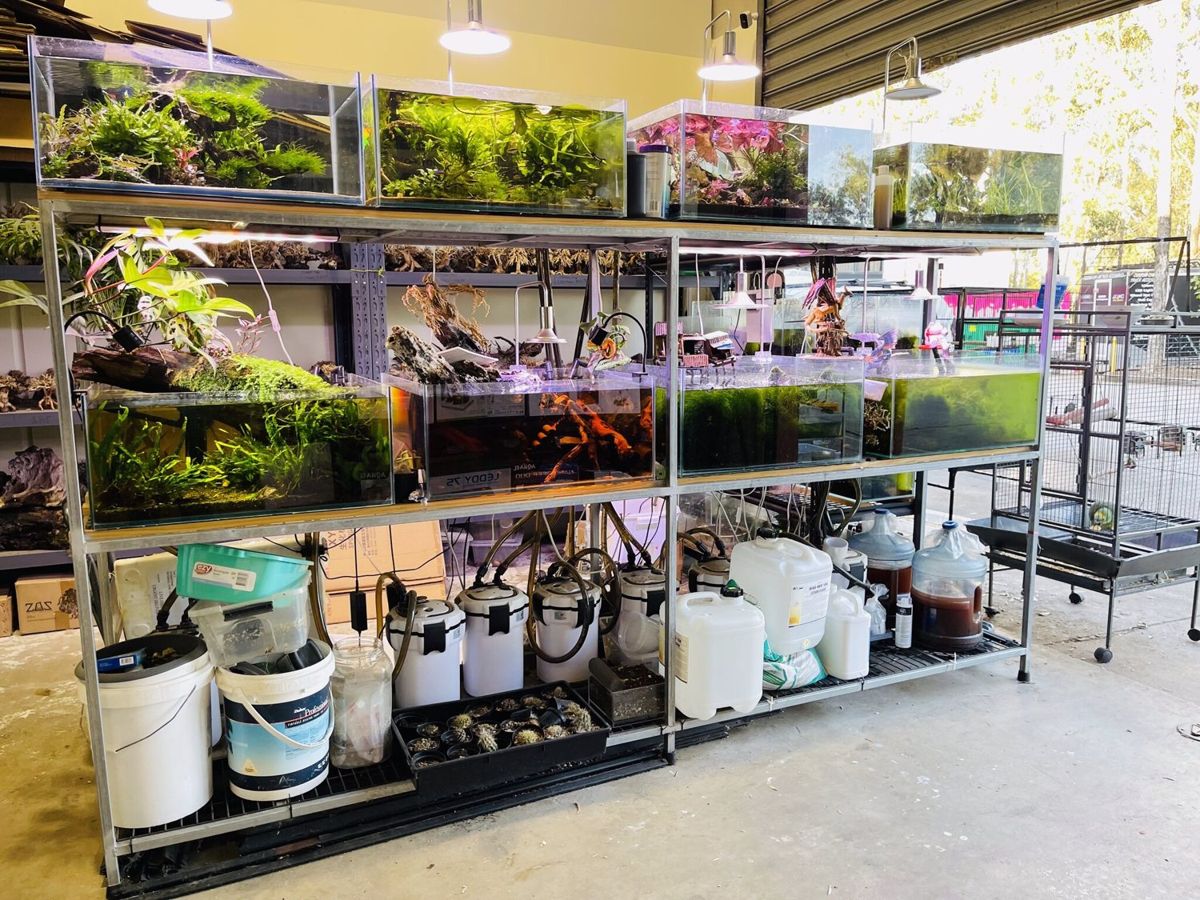 The aquarium plants and supplies area