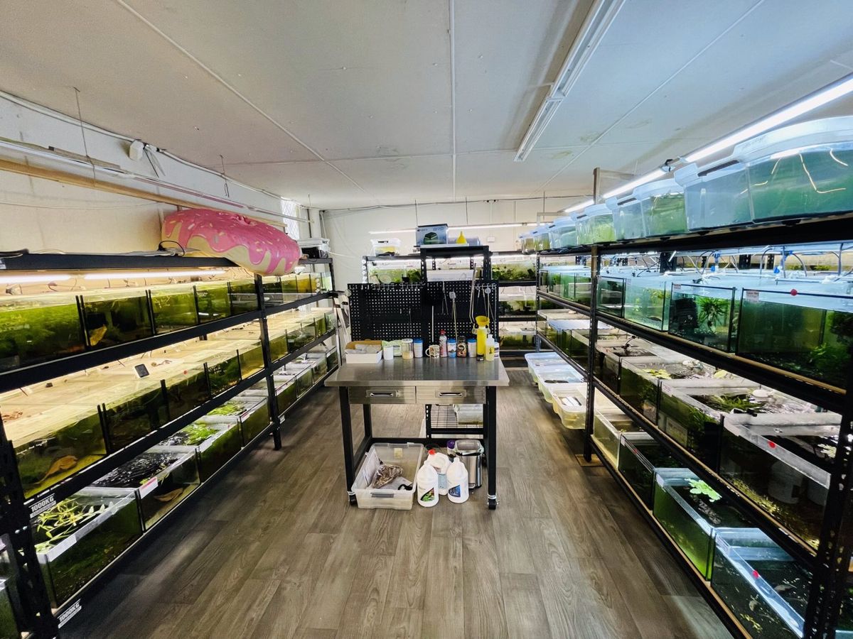 More of our breeding tanks