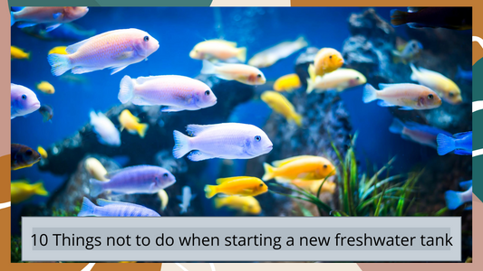 10 Things not to do when starting a new freshwater tank