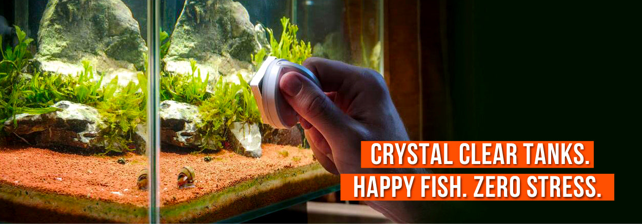 Going Away? Holiday Aquarium Care – Weekly Checks & Photo Updates