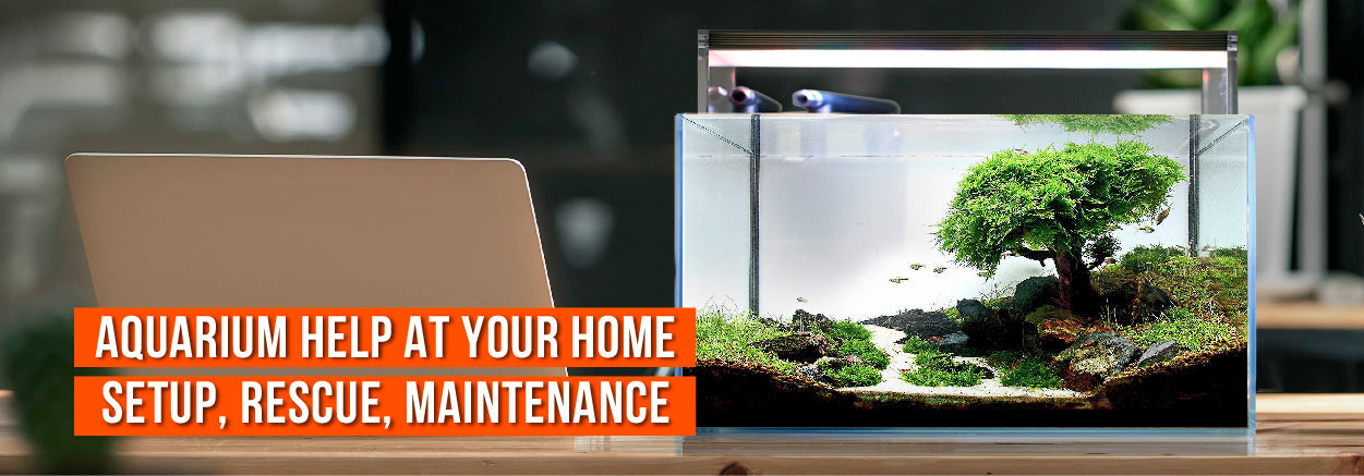 Aquarium Emergency Rescue – Cloudy Water, Fish Deaths? (Sydney)
