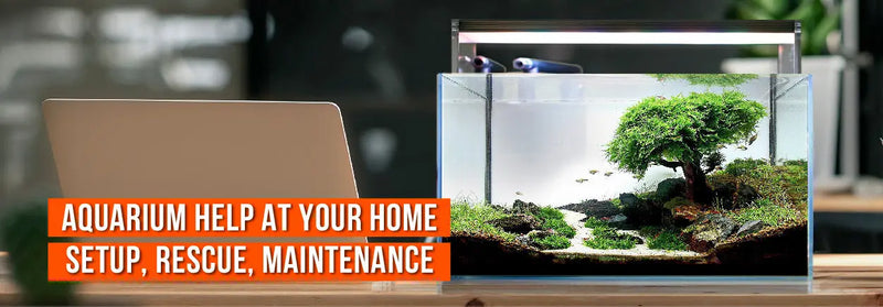 Aquarium Emergency Rescue – Cloudy Water, Fish Deaths? (Sydney)