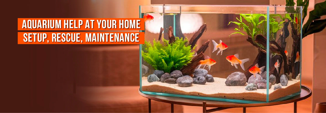 New to Aquariums? Weʼll Set It Up & Show You How to Care for It