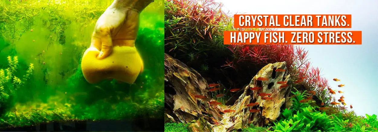 Expert Aquarium Health Check & Tuning – Diagnose & Optimise Your Tank (Sydney)