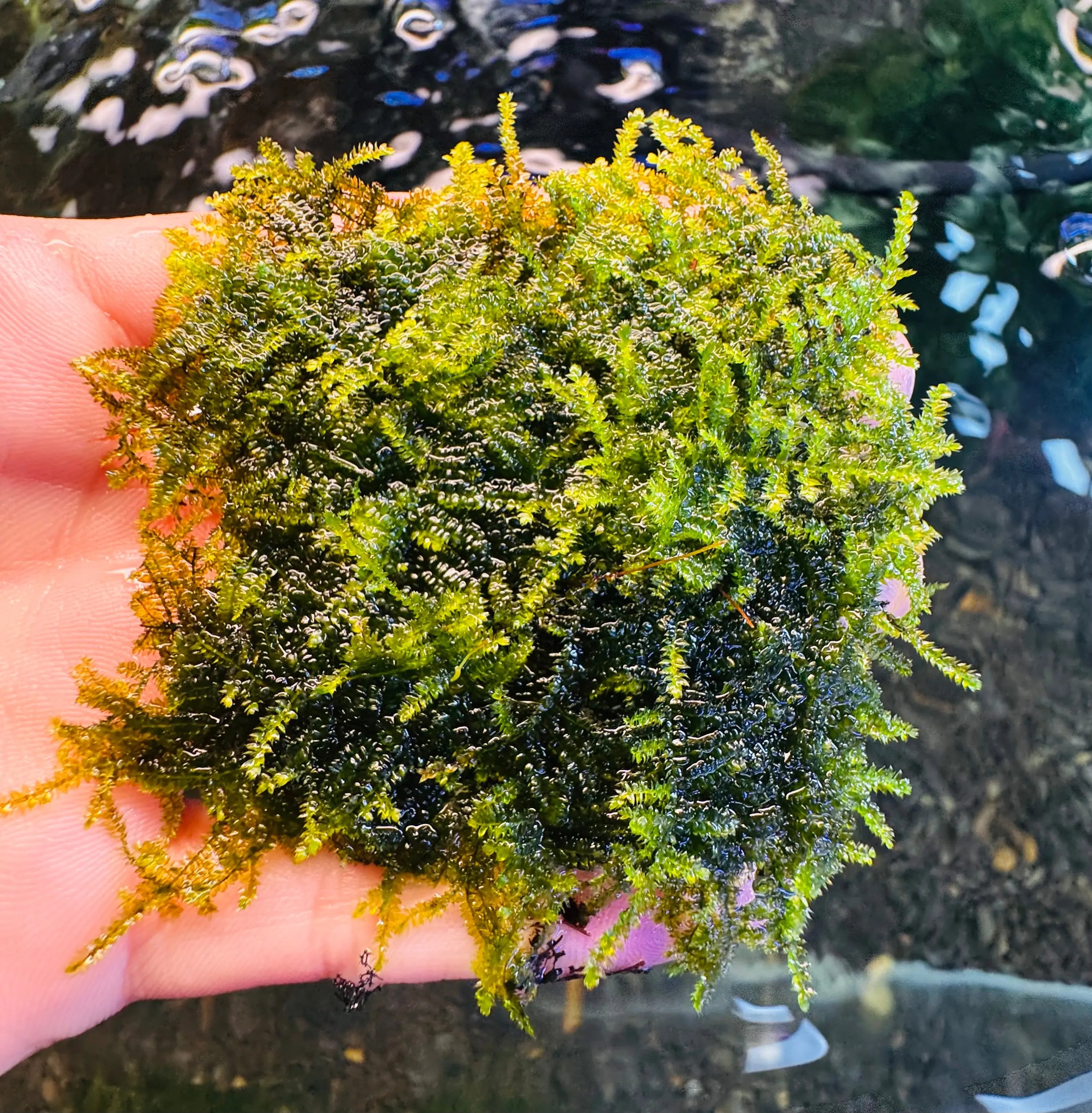 Christmas moss growing in dense bright green fronds in an aquarium