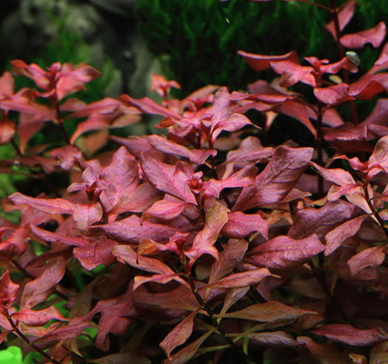 Ludwigia Mini Super Red aquarium plant with vivid red stem leaves