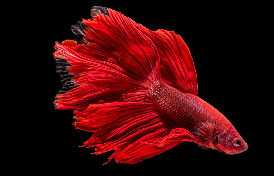 Betta Sorority Tank Setup: A Step by Step Guide