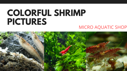 Most colorful shrimp pictures
