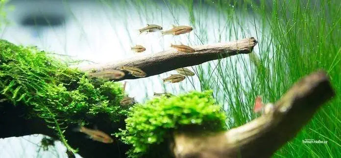 Monte Carlo Aquarium Plant Care