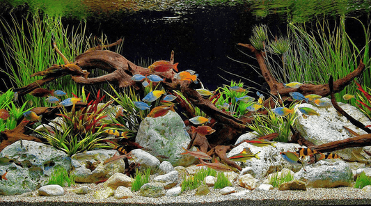 4 Tips about How To start a New Freshwater Aquarium