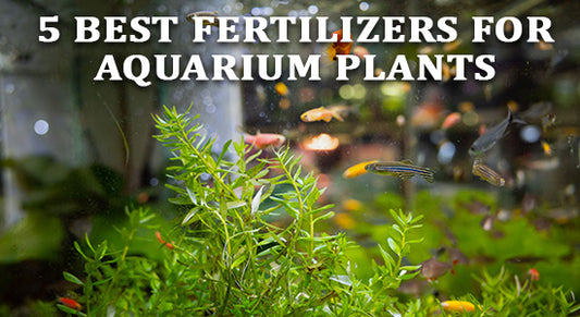 5 Best Fertilizers for Aquarium Plants