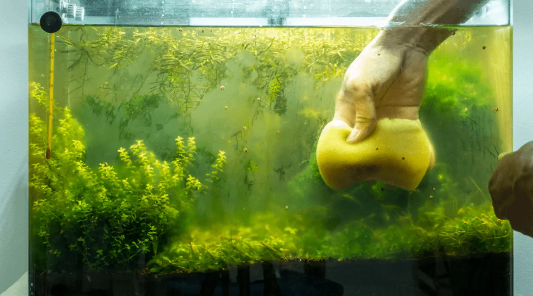 5 Easy to Implement Steps in Cleaning a ( fish tank) that you need to know