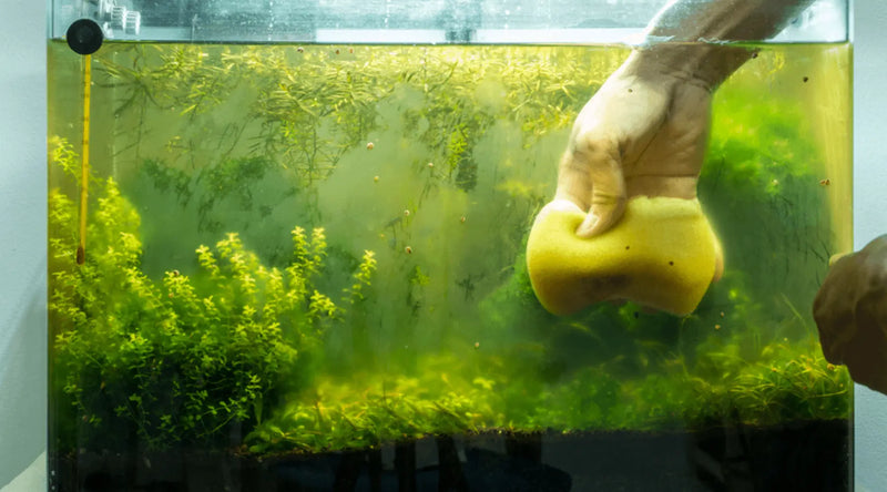 5 Easy to Implement Steps in Cleaning a ( fish tank) that you need to know