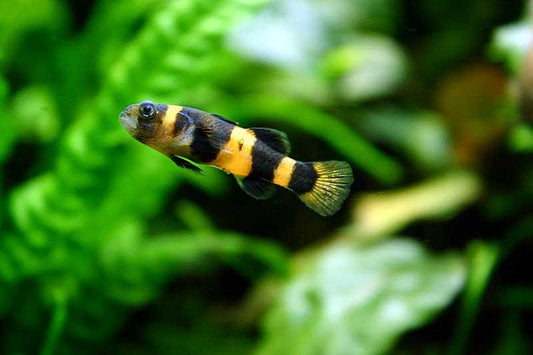 Bumblebee Goby: The Definitive Guide