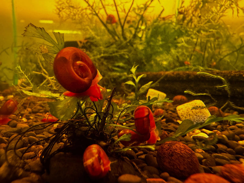 Red ramshorn snail on aquarium glass