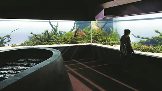 6 best aquascaping styles - Dutch, Nature, Iwagumi and Biotope layouts for Australian aquariums