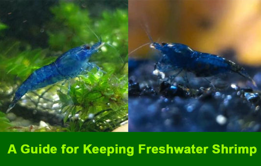 A Guide for Keeping Freshwater Shrimp