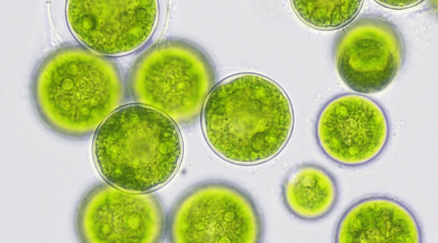 Aquarium Algae 101 