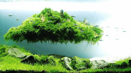 Aquascaping: Landscaping the Lost World