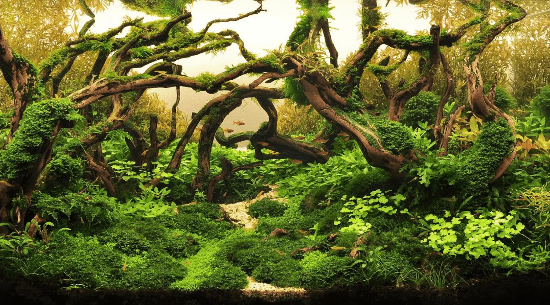 Aquascaping Tips
