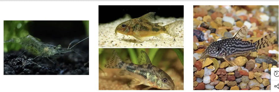 The Best Aquarium Store To Buy Algae Eater Fish & Shrimp.