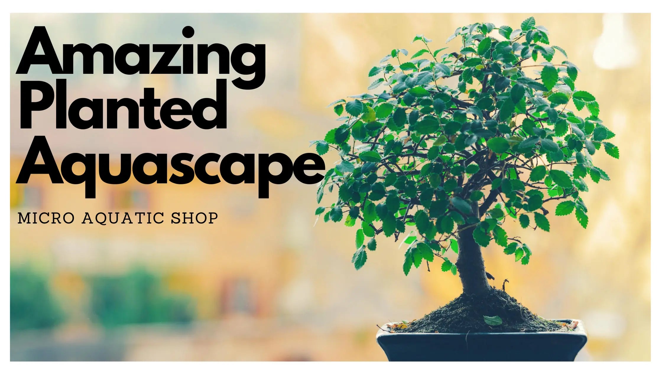 small live aquarium plants