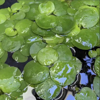 12 Best Floating Plants for Your Aquarium Tank.