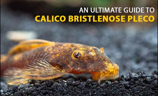 An Ultimate Guide to Calico Bristlenose Pleco