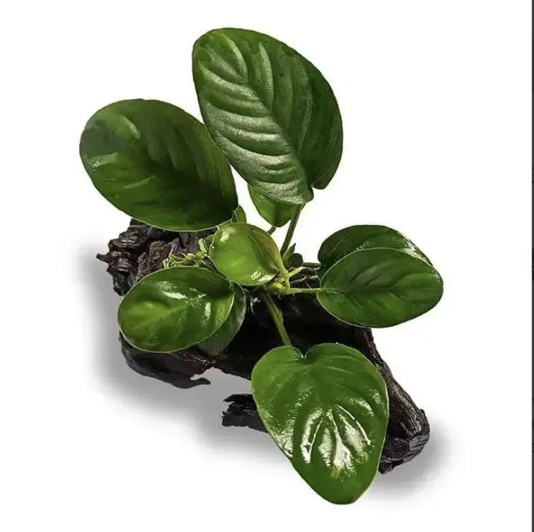 Anubias Guide: 7 Gorgeous Anubias and How To Care For Them Like An Exper
