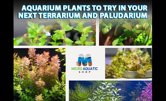 5 Aquarium Plants to Try in Your Next Terrarium and Paludarium