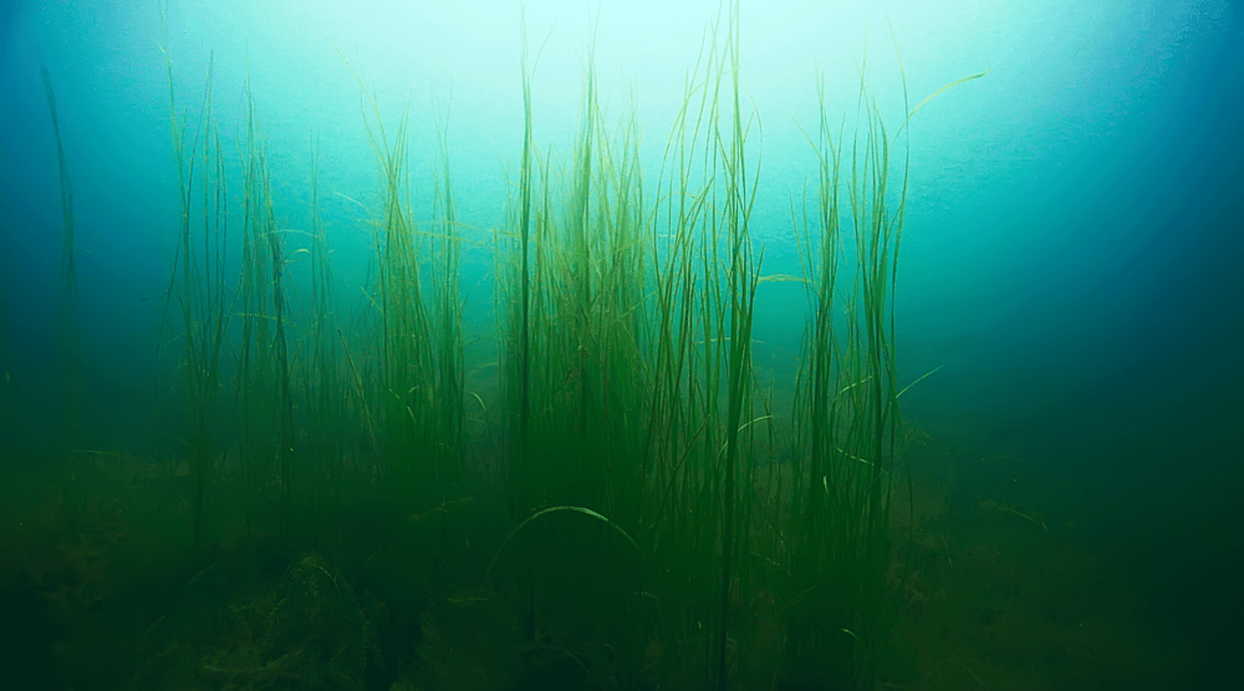 Aquarium Algae Control