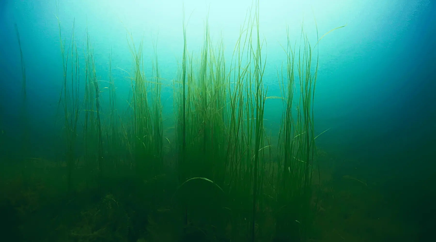 Aquarium Algae Control