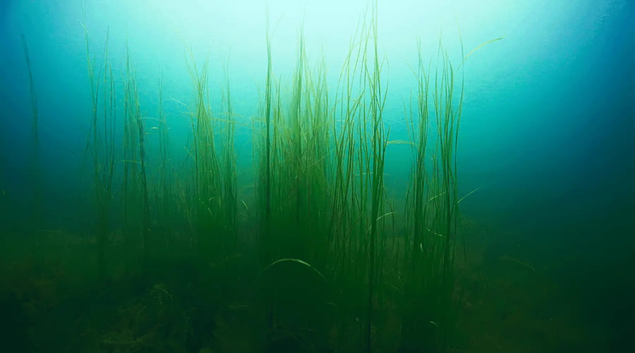 Aquarium Algae Control