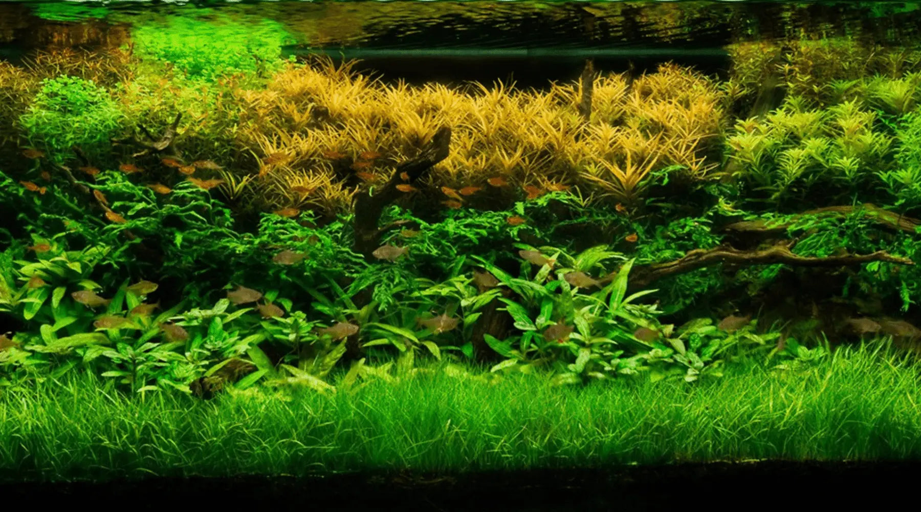 Aquarium plants to purify aquarium water