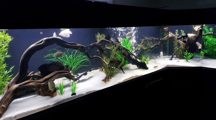 Aquascaping Inspiration Part 1 - Bonsai Styles