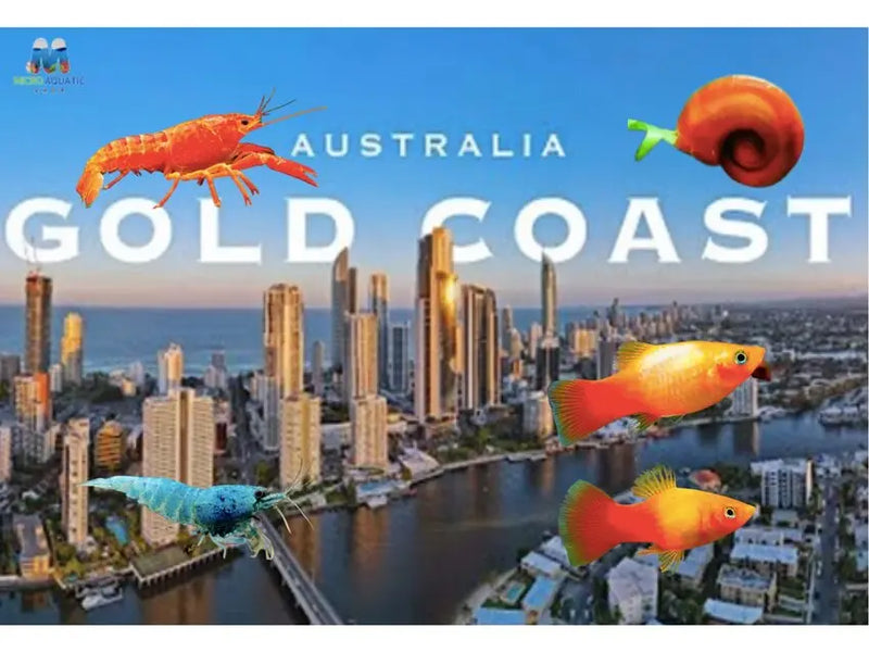 THREE STRATEGIES TO FIND FANTASTIC AQUARIUM SHOP GOLD COAST IN AUSTRALIA