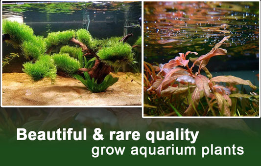 Beautiful & Rare, Quality Grow Aquarium Plants