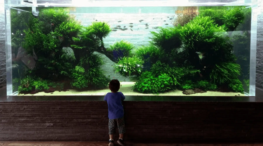 Aquascape Ideas