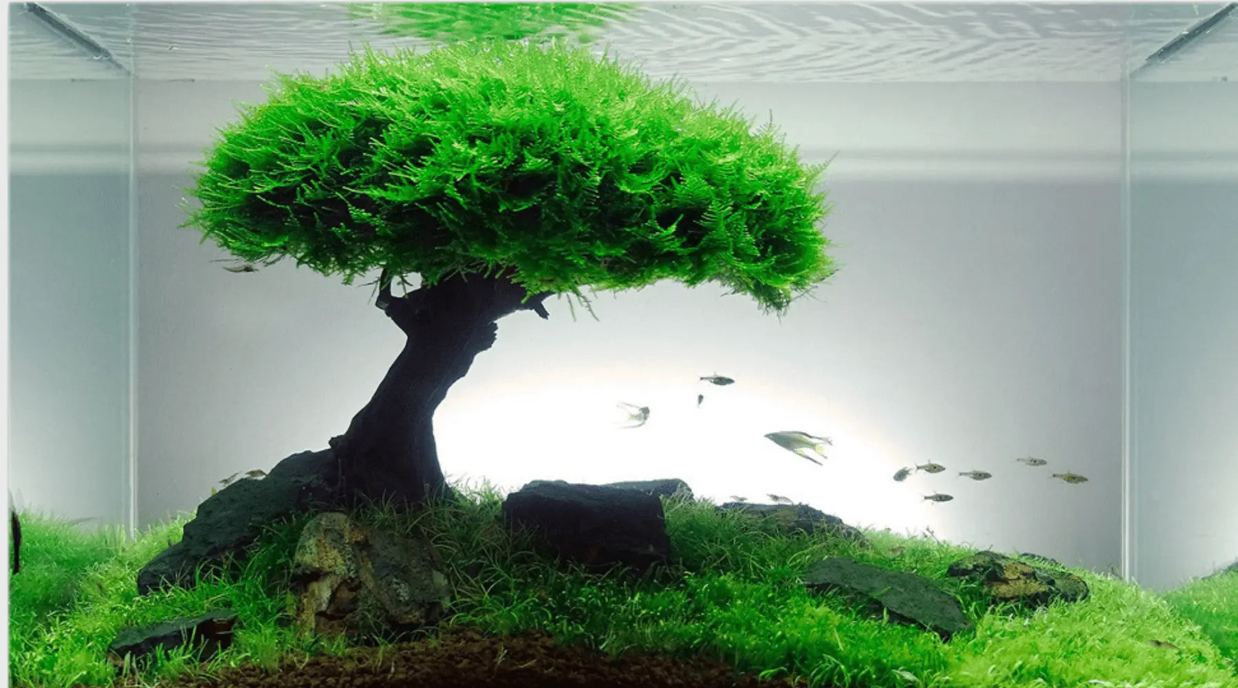 Bonsai driftwood benefits
