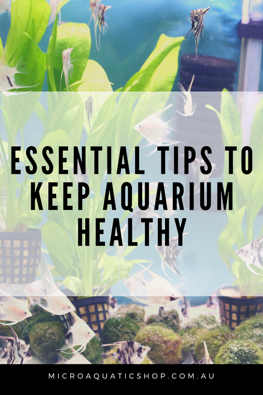 Essential Tips to Keep Aquarium Healthy