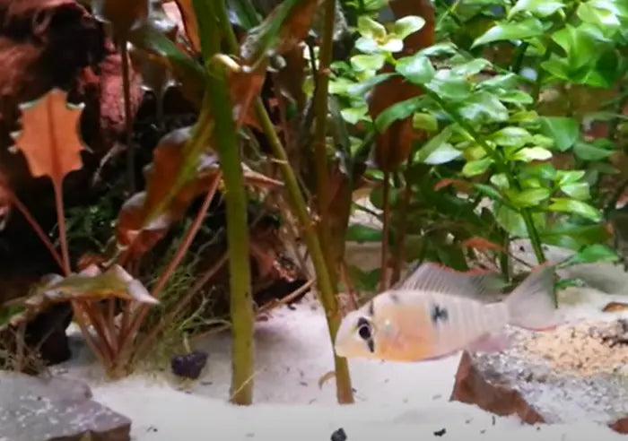 What Fish Stores Near Me Sell Ram Bolivian?