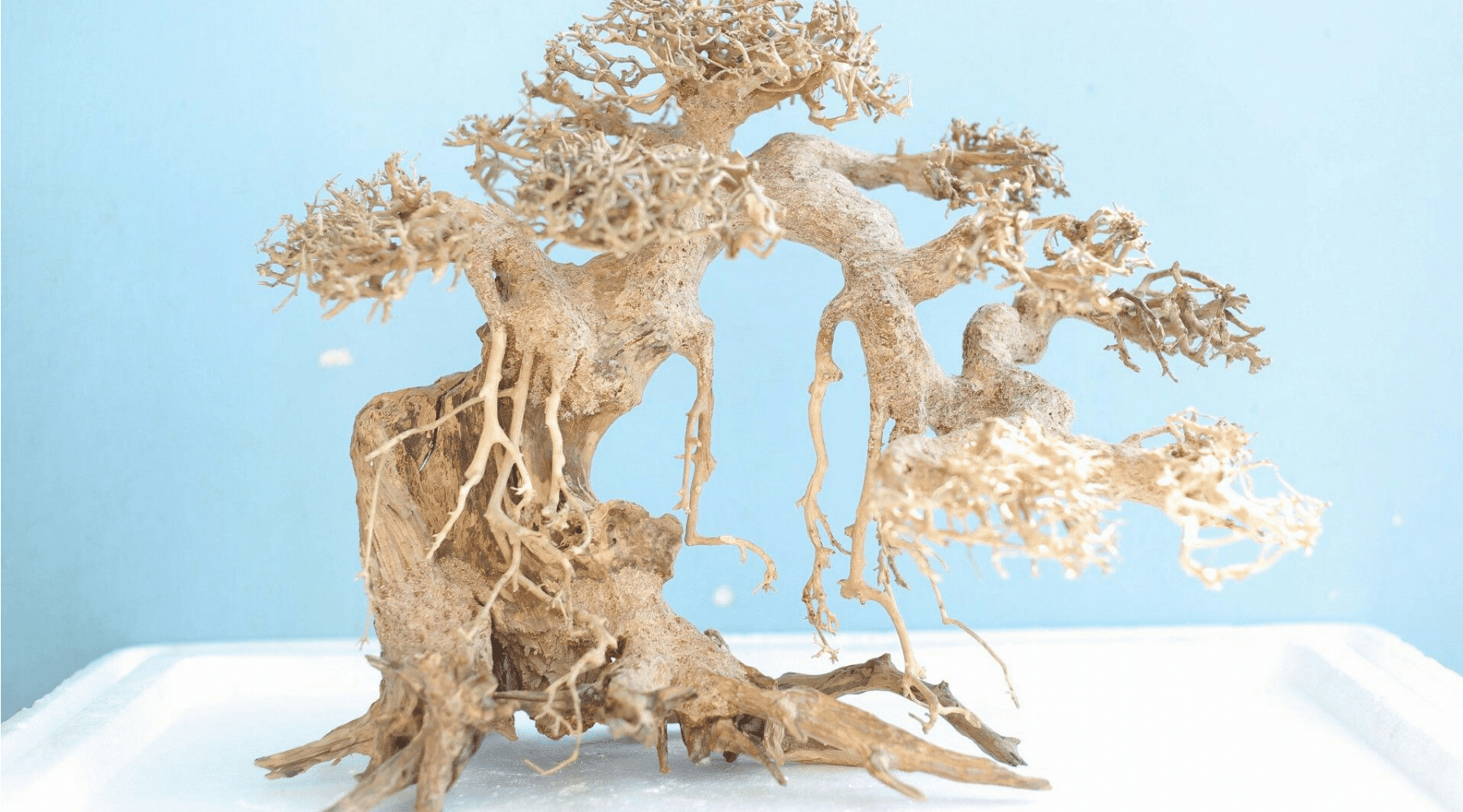 Bonsai Driftwood