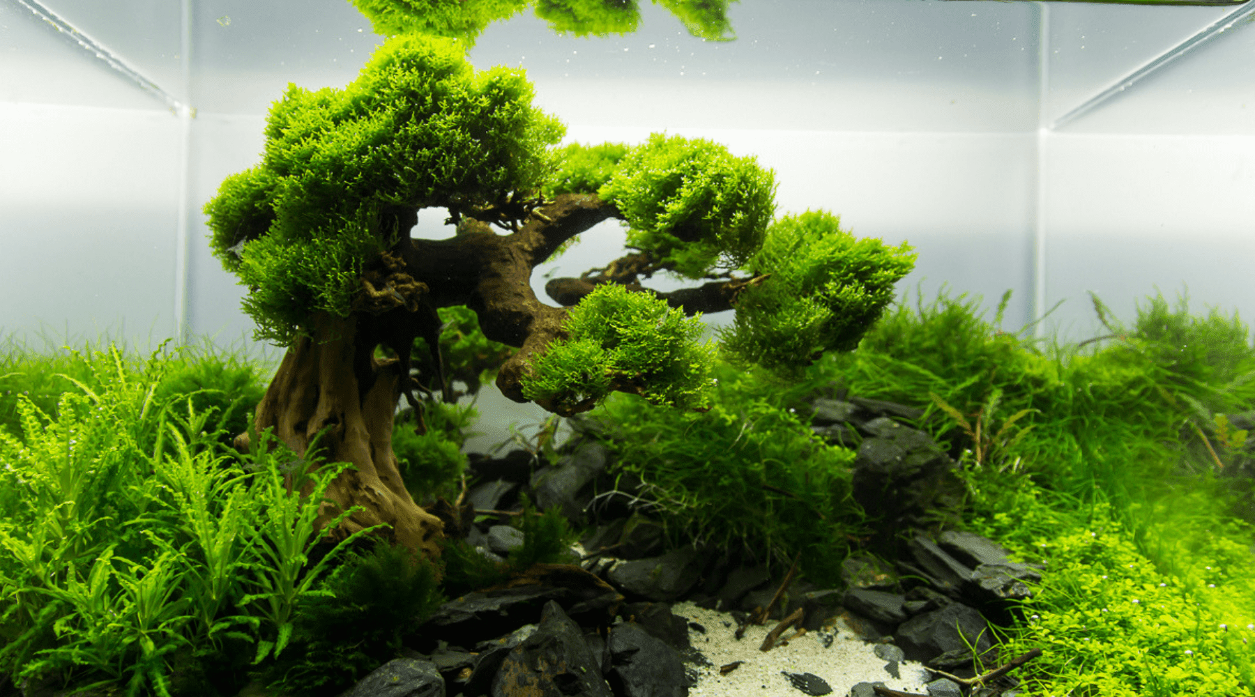 Bonsai Driftwood