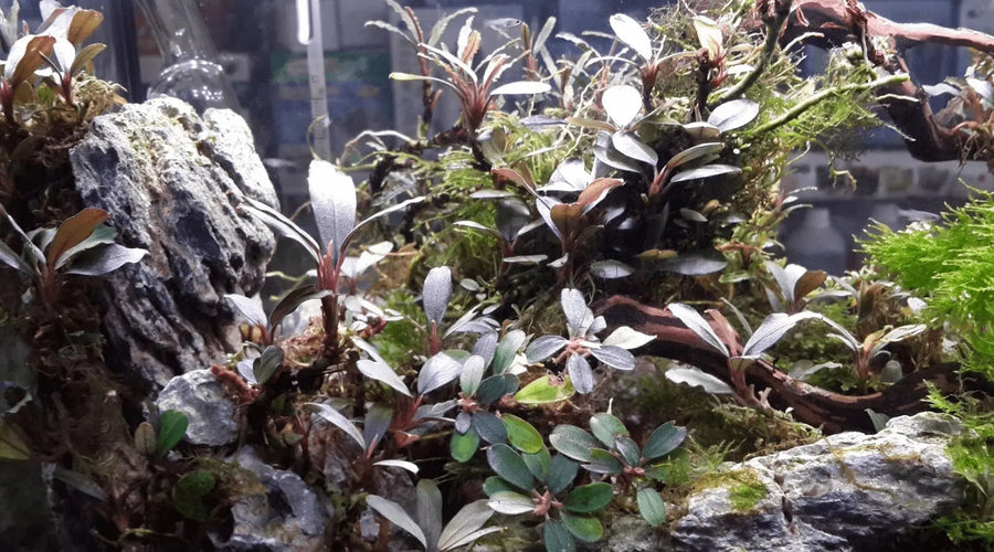 Bucephalandra Aquascape Wavy Green Aquarium Buce Plant