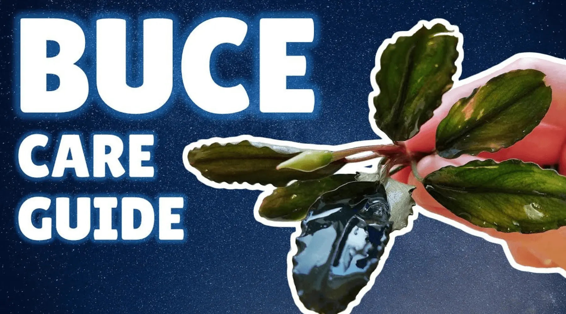 Bucephalandra Care Guide