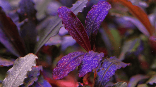 Bucephalandra aquarium