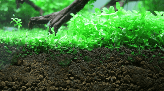 Aquarium Carpet Plants