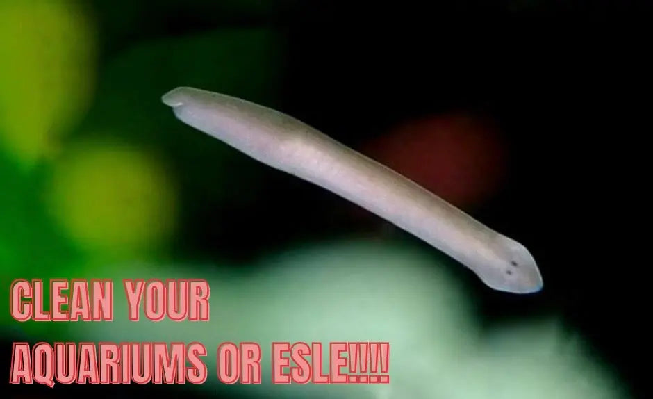 Clean your aquariums or else!