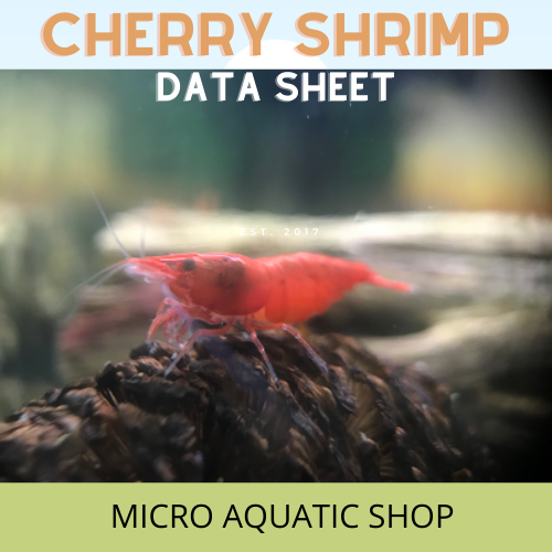 Cherry Shrimp Data Sheet