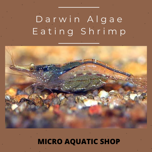Darwin Algae Eating Shrimp
